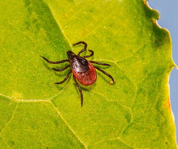 Carrapato transmissor da febre maculosa